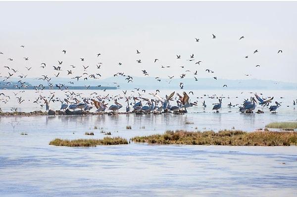1. Manyas Kuş Cenneti Milli Parkı- Balıkesir