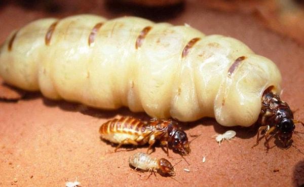 23. En uzun ömre sahip böcek, en az 50 yıl yaşadığı bilinen termit kraliçesidir.