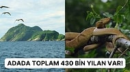 Dünyanın En Tehlikeli Seyahat Noktalarından Biri Olan Yılan Adası Tüylerinizi Ürpertecek!