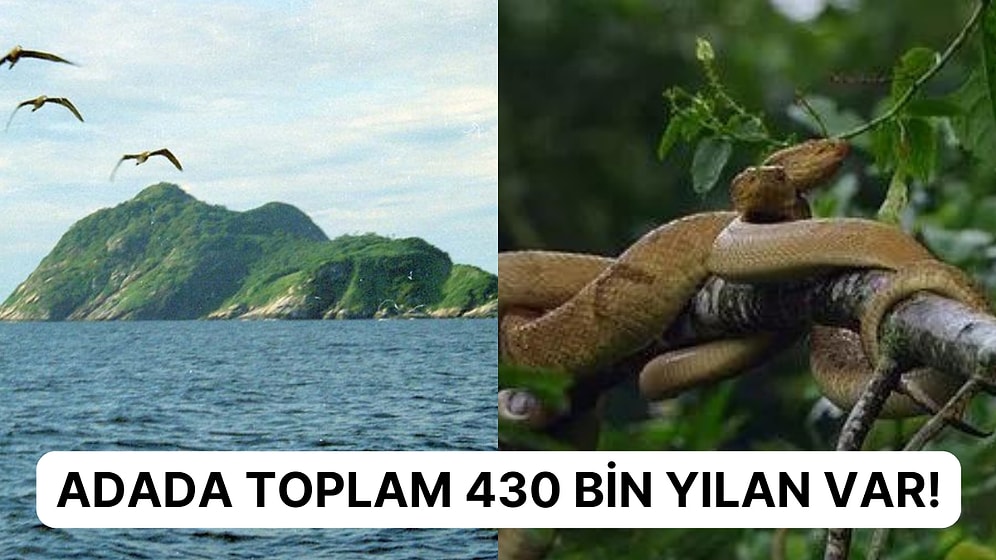 Dünyanın En Tehlikeli Seyahat Noktalarından Biri Olan Yılan Adası Tüylerinizi Ürpertecek!