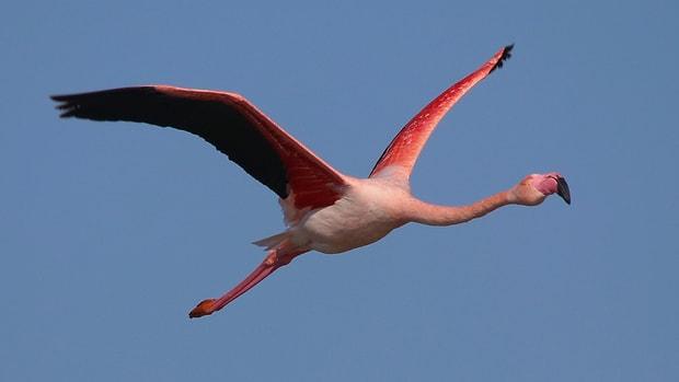 Yavru Flamingoları Öldürdüler: 3 Kişiye Toplam 322 Bin Lira Ceza