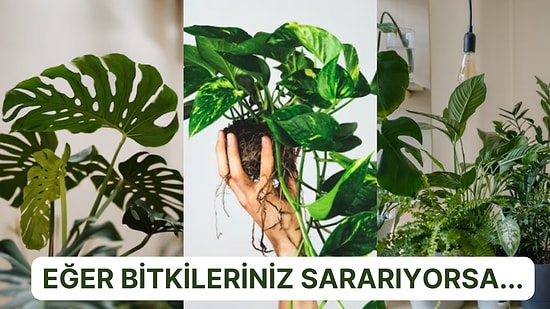 Evinizi Renklendiren Bitkilerinizim Emek İsteyen Bakımları İçin Size Çok Yardımcı Olacak Öneriler