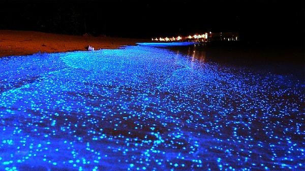13. Yıldız Denizi - Maldivler