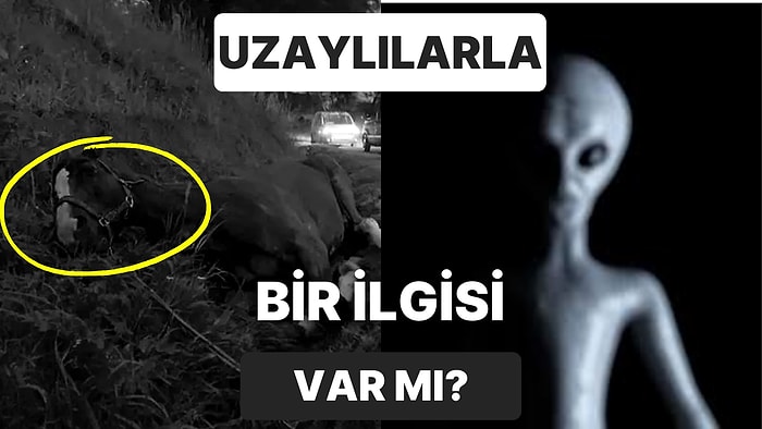 En İyi Doktorları Bile Şaşırtan Sıra Dışı İnsan ve Hayvan Yaralanmalarıyla Uzaylıların Bir İlgisi Var mı?