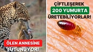 Doğanın Korkutucu Yüzünü İliklerinize Kadar Hissetmenize Sebep Olacak Birbirinden Ürkütücü 15 Yeni Fotoğraf