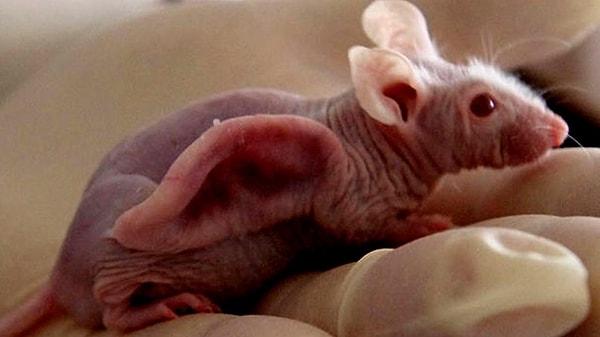 Bu deney için kullanılan fare, tüyleri olmadığı için "Çıplak Fare" olarak adlandırıldı.