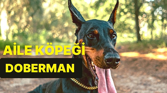 Zerafetin, Gücün ve Hızın Birleştiği Irk: Doberman Hakkında Bilmeniz Gereken Her Şey