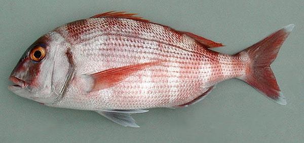 10. Trança. Antenli mercan olarak da bilinen trança lezzetli balık türlerinden biridir.