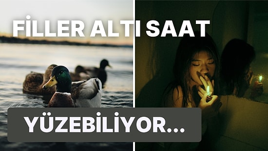 Zorunlu Organ Bağışından Balık Yumurtalarına... İnanması Zor Olsa Da Gerçek Olan Birbirinden Tuhaf 20 Bilgi