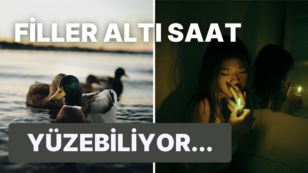 Zorunlu Organ Bağışından Balık Yumurtalarına... İnanması Zor Olsa Da Gerçek Olan Birbirinden Tuhaf 20 Bilgi