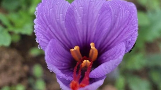 Altın Kadar Değerli! Kilosu 100 Bin TL