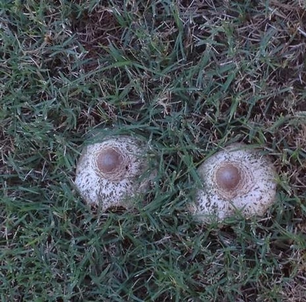 5. "Смотрите какие грибочки"