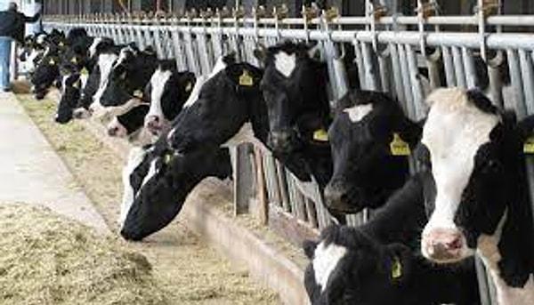 İktidar partisi eski milletvekillerinden PANKOBİRLİK eski Başkanı Recep Konuk, süt fiyatlarında hükümetin politikasını eleştirerek Konya'da 2 bin üreticinin ahırlarını tasfiye ettiğini söyledi.