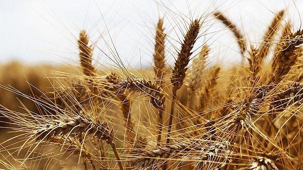 Gıdada buğday ayrışarak kendi yolunu çizebilir.