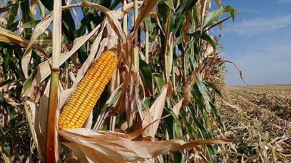 Dünyanın en büyük mısır üreticisi olan ABD’de üç yıl içinde mısır hasadında düşüş bekleniyor.