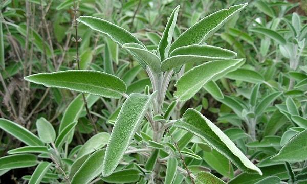 16. Adaçayı (Salvia officinalis)