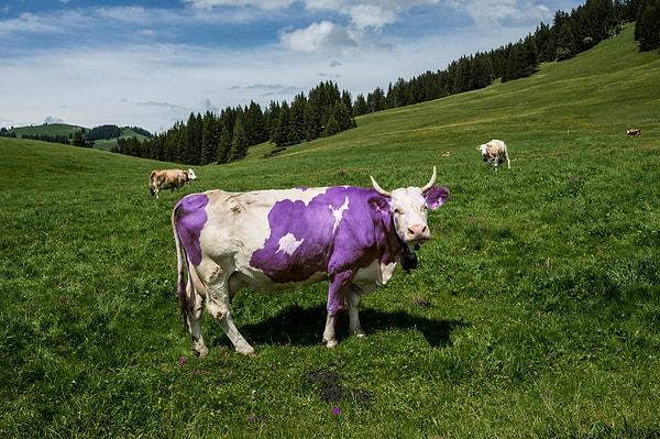Science dergisinde 2009 yılında yayınlanan bir rapora göre sığırlar, insanlara yaklaşık %80 oranında benziyorlar.