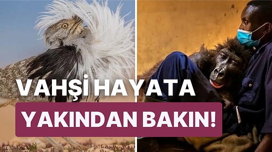 2022'nin En İyi Doğal Yaşam Görüntülerinin Yer Aldığı 'Yaban Hayatı Fotoğrafçısı' Yarışmasından Fotoğraflar