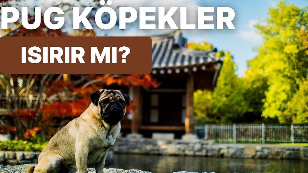 Sevimli Suratlarıyla Tatlılık Abidesi Pug Köpekler Hakkında Bilinmeyenler