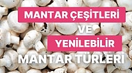 Mantar Çeşitleri ve Yenilebilir Mantar Türleri Hakkında Bilmedikleriniz