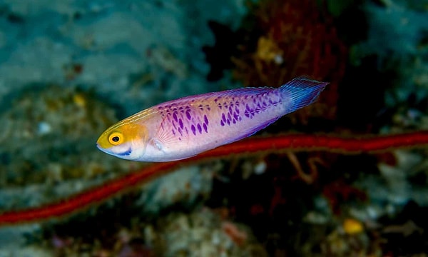 Erkeğe dönüşen balıkların dişileri etkilemek için çiftleşme mevsimi boyunca kendilerini çarpıcı düğün renkleriyle süslediği belirtildi.