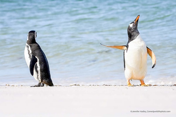 Penguenler aslında çok alıngan yaratıklarmış. Fotoğraftaki tripten belli oluyor.