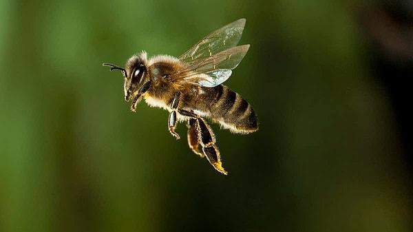10. Arılar, insanların korktuğunu anlayabilirler!