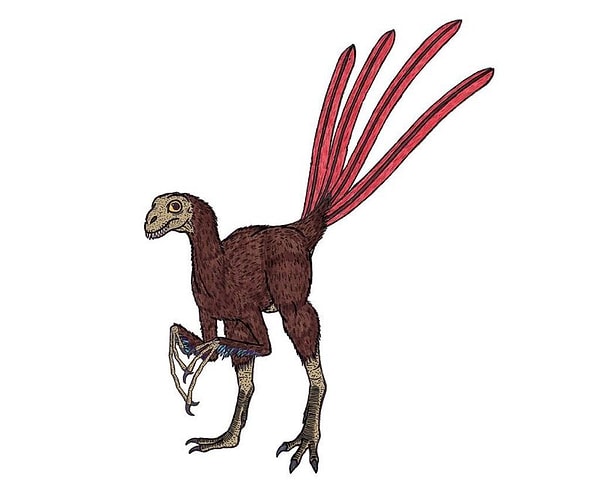 Четвёртое место: Эпидексиптерикс