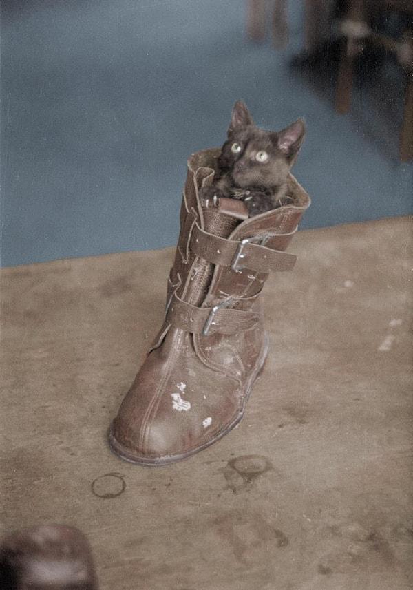 7. Savaş pilotunun çizmesinin içindeki yavru kedi - 1942: