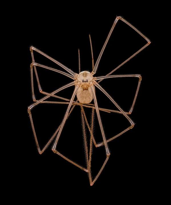 4th Place - Daddy long-legs spider (Pholcus phalangioides)