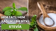 Hem Sağlıklı Hem Tatlı Olan Stevia Bitkisinin Saymakla Bitmeyecek Faydaları