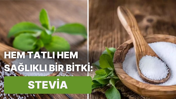 Hem Sağlıklı Hem Tatlı Olan Stevia Bitkisinin Saymakla Bitmeyecek Faydaları