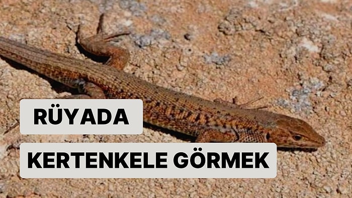 Rüyada Kertenkele Görmek: Sinsi Düşmanlar Gizli Kalmış Sırlar Her An Ortaya Çıkabilir