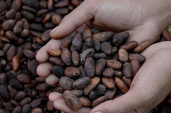 8. Kakao çekirdeği