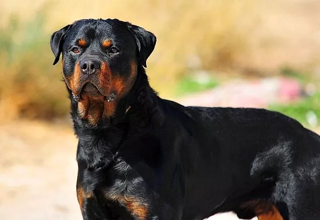 Saviez-vous qu'une autre raison pour laquelle votre chien vomit est psychologique ?