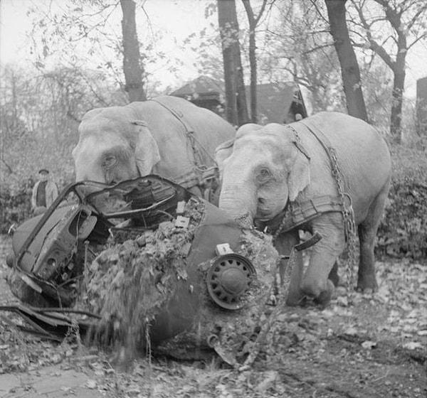 5. Kasım 1945'te Belin'de savaş sonrasındaki enkazları toplamaları için kullanılan filler: