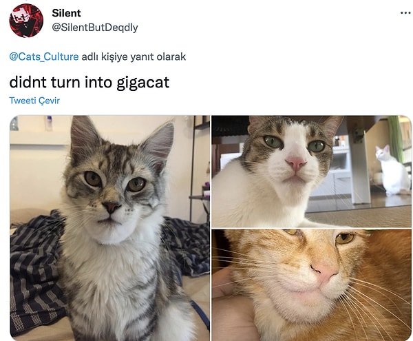 Meme olan Gigacat!