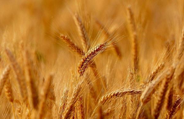 Rüyada Buğday Yığını Görmek Ne Anlama Gelir?