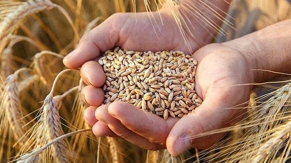 Rüyada Buğday Başağı Görmek Ne Anlama Gelir?