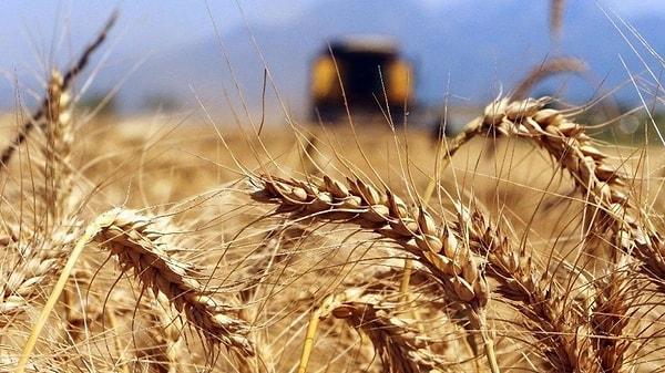 Rüyada Buğday Toplamak Ne Anlama Gelir?