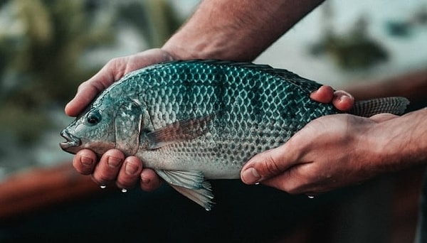 3. Akuaponik balık yetiştiriciliği