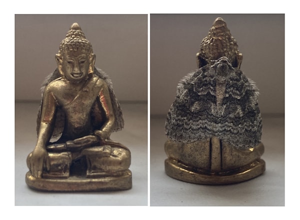 2. Buddha heykelinin sırtındaki güve, pelerin gibi durmuyor mu?
