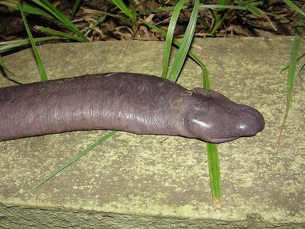 24. Penis yılanı
