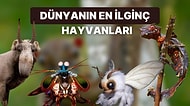 Pokemondan Fırlamış Gibi Görünümleriyle Sizleri Dumur Edecek Dünyanın En İlginç Hayvanları