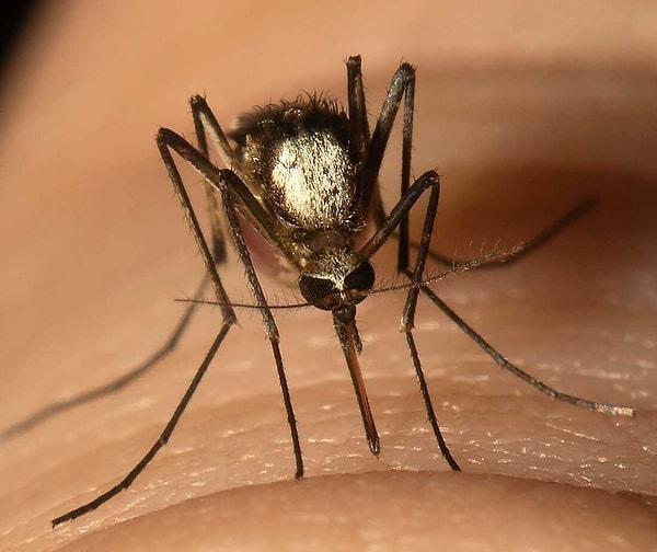 Yılda 1 milyondan fazla ölüm, sıtma, sarı humma, dang humması, Zika ve chikungunya humması dahil olmak üzere sivrisinek kaynaklı hastalıklardan dolayı gerçekleşiyor.