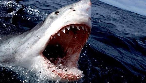 15. Köpekbalıklarının kan kokusu bir mil öteden bile alabilmesi