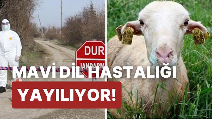 Aydın'da 28 Mahalle Karantinada: Mavi Dil Hastalığı Nedir, Belirtileri Nelerdir? Mavi Dil İnsana Bulaşır mı?