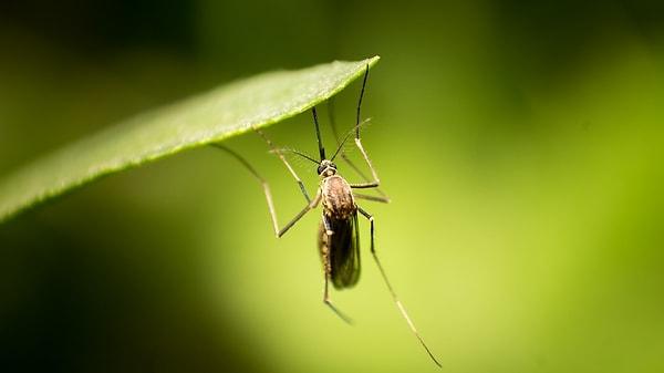 Sivrisinekler, hastalık vektörleri (taşıyıcıları) oldukları için bu unvanı uzun zaman önce kazandılar.