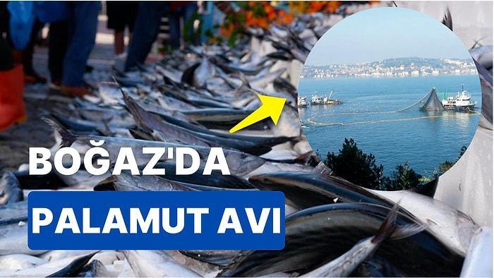 Uzmanlar Uyardı: 6 Kasım'da Boğaz'da Balık Avı! Palamut Fiyatları Neden Düştü? Palamut Ne Kadar?