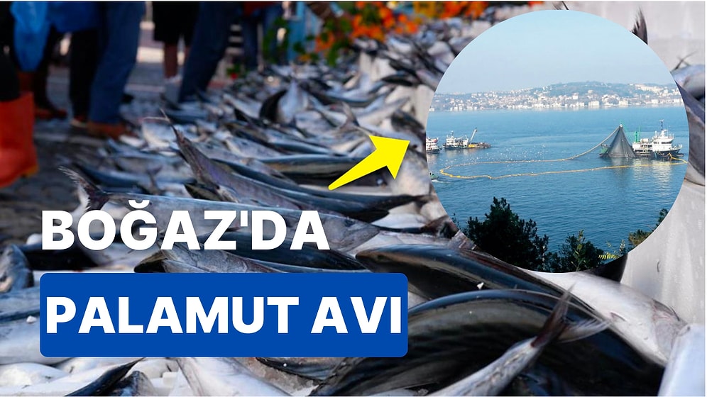 Uzmanlar Uyardı: 6 Kasım'da Boğaz'da Balık Avı! Palamut Fiyatları Neden Düştü? Palamut Ne Kadar?